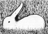 Rabbit Duck optical illusion