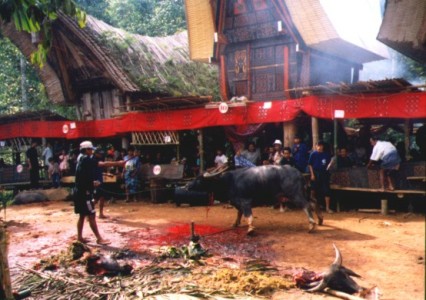 bison sacrifice