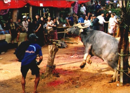 toraja bison sacrifice