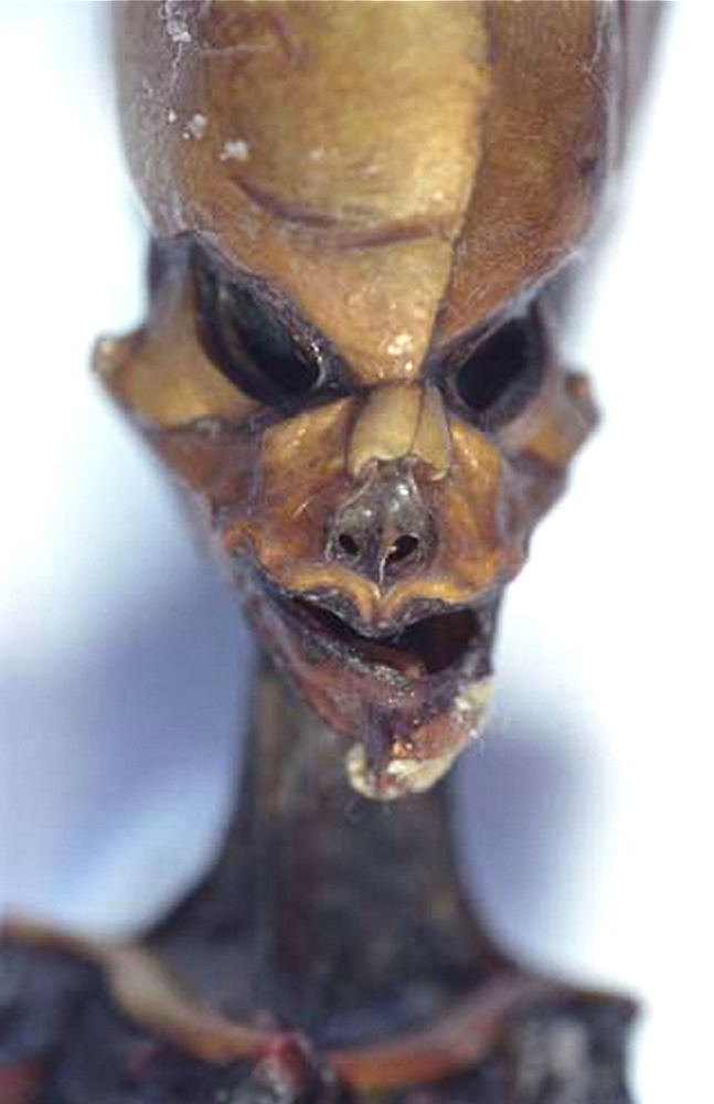 Atacama Alien