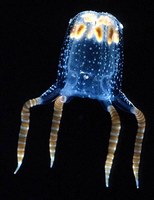 Cubuzoa Carybdea Sivickisi