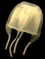 Cubuzoa Carybdeid