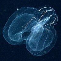 Lobate Ctenophore