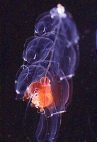 Bargmannia