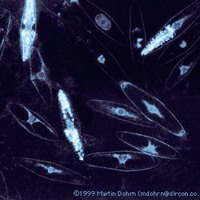 Pyrocystis fusiformis