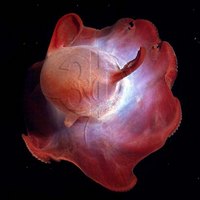 grimpoteuthis 