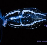 Nudibranch Phylliroe