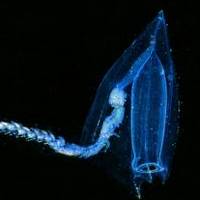 Siphonophore