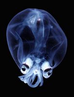 Hydrozoa Photo Gallery