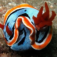 Nudibranch