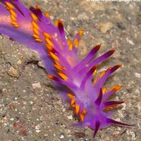 Nudibranch