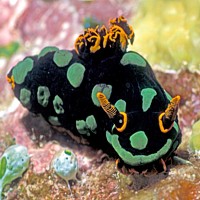 Nudibranch