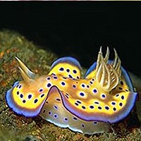 Nudibranch