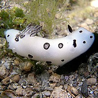 Nudibranch - Jorunna