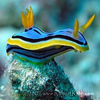 Nudibranch