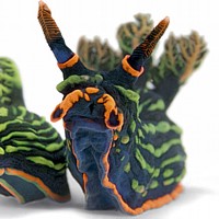 Nudibranch