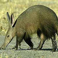 Aardvark (Orycteropus Afer)