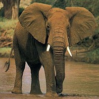 African Elephant (Loxodonta africana)