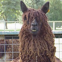 Alpaca (Vicugna pacos)