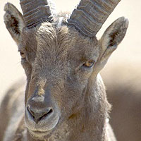 Alpine Ibex (Capra ibex ibex)