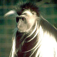 Angolan Colobus (Colobus Guereza)