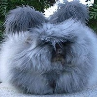 Angora Rabbit (Angora)