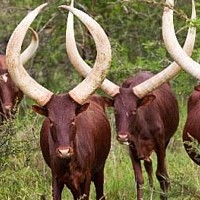 Ankole-Watusi (Giant-horned strain)