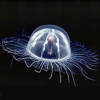 Antarctic Transparent Jellyfish (Arctapodema)