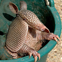 Armadillo (Dasypus Sabanicola)