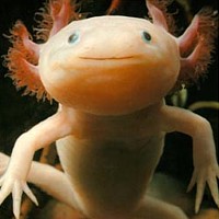 Axolotl (Ambystoma mexicanum)