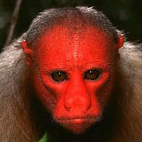 Bald Uakari (Cacajao calvus)