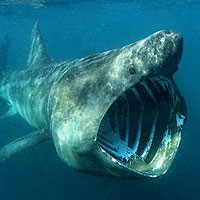 Basking Shark (Cetorhinus maximus)