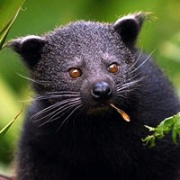 Binturong (Arctictis binturong)