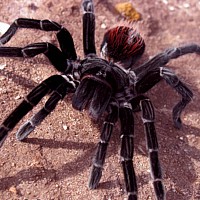 Panama Red Rumped Bird Eating Tarantula (Theraphosidae)