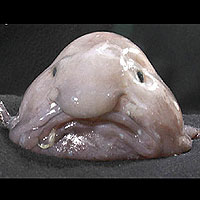 Blobfish (Psychrolutes Marcidus)
