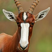 Bontebok (Damaliscus pygargus pygarus)