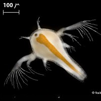 Brine Shrimp [Sea-Monkey] (Artemia)