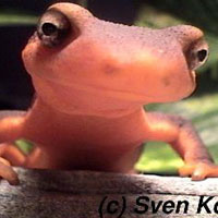 California Newt (Taricha torosa)