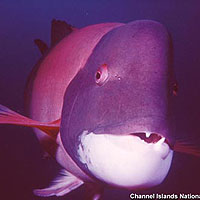 California Sheephead (Semicossyphus pulcher)