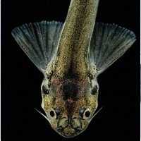 Candiru [Toothpick Fish] (Vandellia cirrhosa)