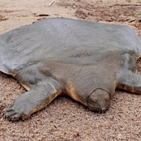 Cantor's giant soft-shelled turtle (Pelochelys cantorii)