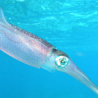 Caribbean Reef Squid (Sepioteuthis sepioidea)