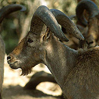 Caucasian Tur (Capra caucasica)