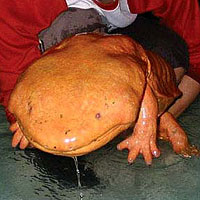 Chinese Giant Salamander (Andrias davidianus)