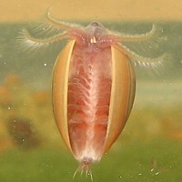 Clam Shrimp (Branchiopod crustacea)