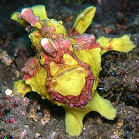 Clown Angler fish (Antennarius maculatus)