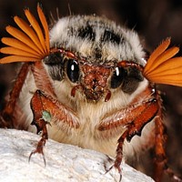 Cockchafer (Melolontha)