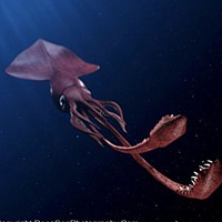 Colossal Squid (Mesonychoteuthis hamiltoni)