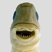 Cookiecutter Shark (Isistius brasiliensis)