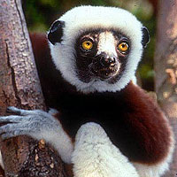 Coquerel's Sifaka (Propithecus coquereli)